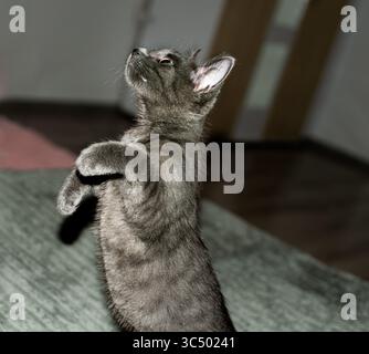 Ein urkomischer Moment eines dunkelgrauen Kätzchens, der sich mitten in der Pose gefangen hat, während er auf seinen Hinterbeinen steht, als ob er ein Erdmännchen nachahmte oder tanzte. Stockfoto