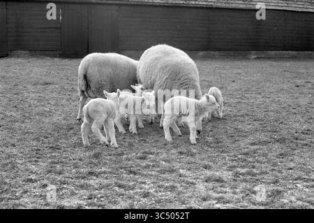 Schafe mit Jungen, Tiere, 09-02-1986 Whizgle News, Dutch Desk, Niederlande, 1950-2000 Ein Mutterschaf und ihre verspielten Lämmer versammeln sich auf einem grasbewachsenen Feld, mit der Scheune im Hintergrund, um eine friedliche Pastoralszene zu schaffen. Stockfoto