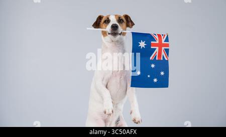 Jack Russell Terrier Dog Hält Australische Flagge. Stockfoto