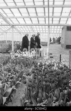 Eröffnung Keukenhof, Anwesen der Stiftung Keukenhof in Lisse, 26-03-1969 Whizgle News, Dutch Desk, Niederlande, 1950-2000 Eine Gruppe von Einzelpersonen spaziert durch ein Gewächshaus, umgeben von leuchtenden Tulpen und anderen Blumen, und die Besucher aus der Ferne beobachten. Stockfoto