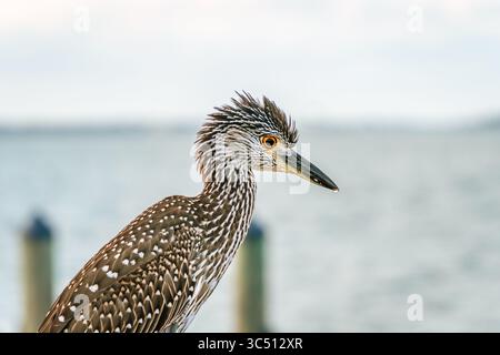 Nahaufnahme eines jungen, gelb gekrönten Nachtreihers, der in die Kamera mit Kopierraum blickt. Stockfoto