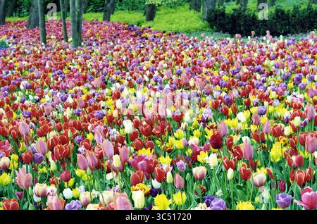 Tulpen bei Floriade Vijfhuizen, Vijfhuizen, 02-05-2002 Whizgle News, Dutch Desk, Niederlande, 1950-2000 Eine lebhafte Fülle von Tulpen in einer blendenden Vielfalt von Farben, darunter Rot, Gelb, Rosa und Violett, schwingen Sie sanft in einem üppigen Garten, umgeben von Grün und Bäumen. Stockfoto