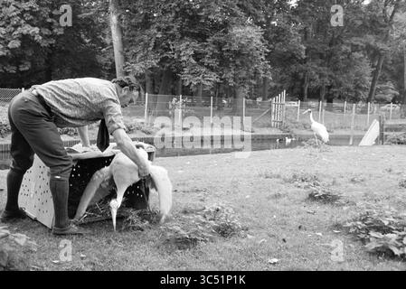 Kraniche in Camp Groenendaal, Birds, 26-09-1979 Whizgle News, Dutch Desk, Niederlande, 1950-2000 Ein Mann hebt vorsichtig einen Vogel aus einer Kiste in der Nähe eines Teichs, während ein anderer Kran im Hintergrund steht und die Szene im üppigen Grün beobachtet. Stockfoto