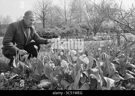 Tulpenbruch in Zaanenlaan, Vandalismus, Haarlem, Zaanenlaan, Niederlande, 26-04-1971 Whizgle News, Dutch Desk, Niederlande, 1950-2000 Ein Mann kniet neben einem blühenden Tulpenbett nieder und untersucht sanft die blühenden Blumen inmitten eines üppigen Gartens, umgeben von Bäumen im frühen Frühjahr. Stockfoto