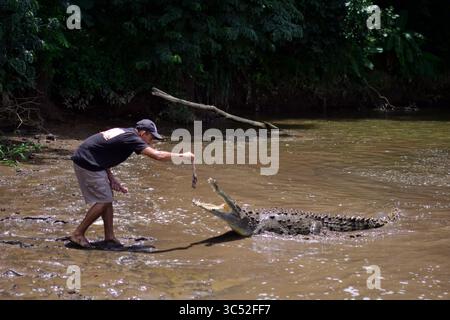 30. August 2015, Tarcoles River, Costa Rica: Man füttert American Crocodile (Crocodylus acutus) in Tarcoles River, Costa Rica (Kreditbild: © Nano Calvo/VW Pics via ZUMA Wire) Stockfoto
