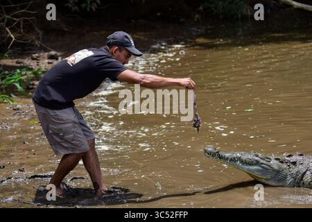 30. August 2015, Tarcoles River, Costa Rica: Man füttert American Crocodile (Crocodylus acutus) in Tarcoles River, Costa Rica (Kreditbild: © Nano Calvo/VW Pics via ZUMA Wire) Stockfoto