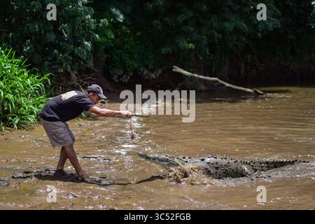 30. August 2015, Tarcoles River, Costa Rica: Man füttert American Crocodile (Crocodylus acutus) in Tarcoles River, Costa Rica (Kreditbild: © Nano Calvo/VW Pics via ZUMA Wire) Stockfoto
