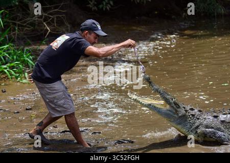30. August 2015, Tarcoles River, Costa Rica: Man füttert American Crocodile (Crocodylus acutus) in Tarcoles River, Costa Rica (Kreditbild: © Nano Calvo/VW Pics via ZUMA Wire) Stockfoto