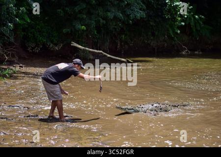 30. August 2015, Tarcoles River, Costa Rica: Man füttert American Crocodile (Crocodylus acutus) in Tarcoles River, Costa Rica (Kreditbild: © Nano Calvo/VW Pics via ZUMA Wire) Stockfoto