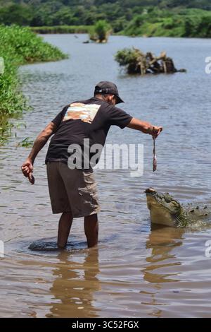 30. August 2015, Tarcoles River, Costa Rica: Man füttert American Crocodile (Crocodylus acutus) in Tarcoles River, Costa Rica (Kreditbild: © Nano Calvo/VW Pics via ZUMA Wire) Stockfoto