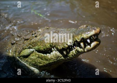 30. August 2015, Tarcoles River, Costa Rica: Amerikanisches Krokodil (Crocodylus acutus) in Tarcoles River, Costa Rica (Kreditbild: © Nano Calvo/VW Pics Via ZUMA Wire) Stockfoto