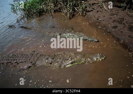 30. August 2015, Tarcoles River, Costa Rica: Amerikanische Krokodile (Crocodylus acutus) in Tarcoles River, Costa Rica (Kreditbild: © Nano Calvo/VW Pics Via ZUMA Wire) Stockfoto