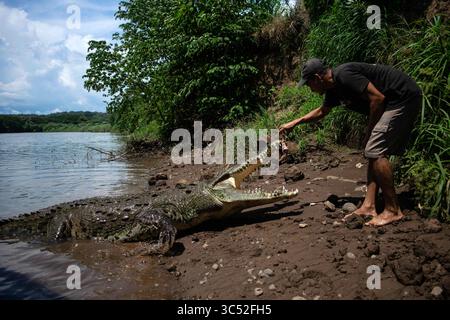 30. August 2015, Tarcoles River, Costa Rica: Man füttert American Crocodile (Crocodylus acutus) in Tarcoles River, Costa Rica (Kreditbild: © Nano Calvo/VW Pics via ZUMA Wire) Stockfoto