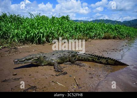 30. August 2015, Tarcoles River, Costa Rica: Amerikanisches Krokodil (Crocodylus acutus) in Tarcoles River, Costa Rica (Kreditbild: © Nano Calvo/VW Pics Via ZUMA Wire) Stockfoto