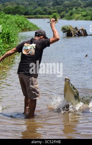 30. August 2015, Tarcoles River, Costa Rica: Man füttert American Crocodile (Crocodylus acutus) in Tarcoles River, Costa Rica (Kreditbild: © Nano Calvo/VW Pics via ZUMA Wire) Stockfoto