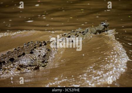 30. August 2015, Tarcoles River, Costa Rica: Amerikanisches Krokodil (Crocodylus acutus) in Tarcoles River, Costa Rica (Kreditbild: © Nano Calvo/VW Pics Via ZUMA Wire) Stockfoto