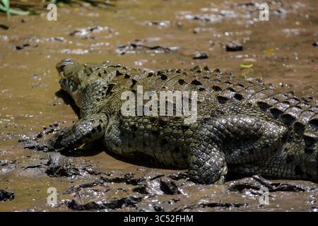 30. August 2015, Tarcoles River, Costa Rica: Amerikanisches Krokodil (Crocodylus acutus) in Tarcoles River, Costa Rica (Kreditbild: © Nano Calvo/VW Pics Via ZUMA Wire) Stockfoto