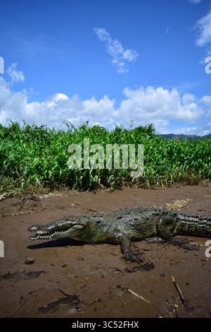 30. August 2015, Tarcoles River, Costa Rica: Amerikanisches Krokodil (Crocodylus acutus) in Tarcoles River, Costa Rica (Kreditbild: © Nano Calvo/VW Pics Via ZUMA Wire) Stockfoto
