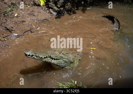 30. August 2015, Tarcoles River, Costa Rica: Amerikanisches Krokodil (Crocodylus acutus) in Tarcoles River, Costa Rica (Kreditbild: © Nano Calvo/VW Pics Via ZUMA Wire) Stockfoto