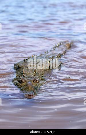 30. August 2015, Tarcoles River, Costa Rica: Amerikanisches Krokodil (Crocodylus acutus) in Tarcoles River, Costa Rica (Kreditbild: © Nano Calvo/VW Pics Via ZUMA Wire) Stockfoto