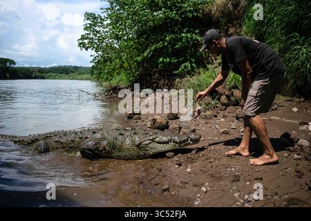30. August 2015, Tarcoles River, Costa Rica: Man füttert American Crocodile (Crocodylus acutus) in Tarcoles River, Costa Rica (Kreditbild: © Nano Calvo/VW Pics via ZUMA Wire) Stockfoto