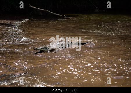 30. August 2015, Tarcoles River, Costa Rica: Amerikanisches Krokodil (Crocodylus acutus) in Tarcoles River, Costa Rica (Kreditbild: © Nano Calvo/VW Pics Via ZUMA Wire) Stockfoto