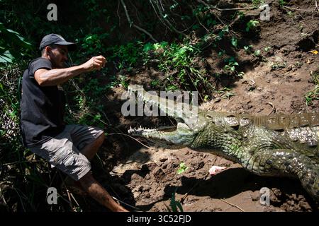 30. August 2015, Tarcoles River, Costa Rica: Man füttert American Crocodile (Crocodylus acutus) in Tarcoles River, Costa Rica (Kreditbild: © Nano Calvo/VW Pics via ZUMA Wire) Stockfoto