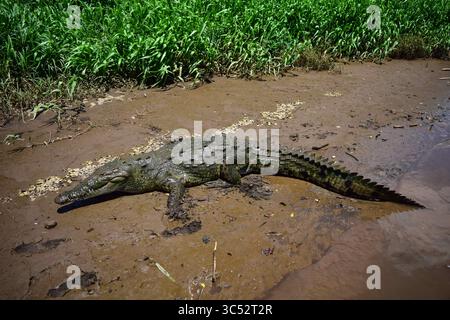 30. August 2015, Tarcoles River, Costa Rica: Amerikanisches Krokodil (Crocodylus acutus) in Tarcoles River, Costa Rica (Kreditbild: © Nano Calvo/VW Pics Via ZUMA Wire) Stockfoto