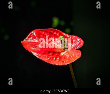Eine rote Blume mit grünem Stiel. Die Blume befindet sich in der Bildmitte. Die Blume ist von einem dunklen Hintergrund umgeben Stockfoto