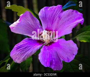 Eine violette Blume mit grünem Stiel. Die Blume befindet sich in der Mitte des Bildes. Die Blume ist sehr groß und bildet den Hauptfokus des Bildes Stockfoto