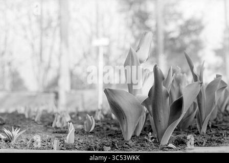 Tulpen bei Frans Roozen, Vogelenzang, 22-03-1993 Whizgle News, Dutch Desk, Niederlande, 1950-2000 neu gekeimte Tulpenpflanzen entstehen aus der Erde, deren längliche Blätter sich dem Licht nähern und von reichem Boden umgeben sind. Im Hintergrund deuten weiche Baumkonturen auf eine ruhige Gartenumgebung hin. Stockfoto
