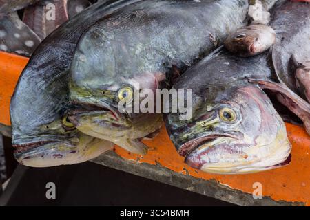 25. Februar 2017, Pointe A Pitre, Guadeloupe, Frankreich: Mahi-Mahi oder Gemeiner Delfininfish, Coryphaena hippurus, zum Verkauf auf der Promenade Point-a-Pitre, Guadeloupe. (Kreditbild: © Jon G. Fuller / Vwpics/VW Pics via ZUMA Wire) Stockfoto