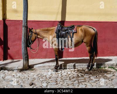 14. Dezember 2019, Trinidad, Sancti Spiritus, Kuba: Pferd gefesselt auf Trinidad Street (Foto: © Milo Hess/ZUMA Wire) Stockfoto