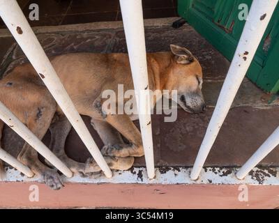 14. Dezember 2019, Trinidad, Sancti Spiritus, Kuba: Hund schläft im Schatten während der Mittagshitze in der Stadt Trinidad Kuba. (Kreditbild: © Milo Hess/ZUMA Wire) Stockfoto