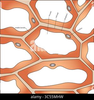 Gruppe von Zellen, die Zellstrukturen zeigen Stock Vektor
