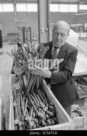 Amaryllis Bulb Grower, 00-03-1985 Whizgle News, Dutch Desk, Niederlande, 1950-2000 Ein Mann in einem Anzug steht in einer Kiste mit frisch geschnittenen Tulpen und arrangiert sorgfältig die leuchtenden Blüten, während er nachdenklich in die Kamera blickt. Stockfoto