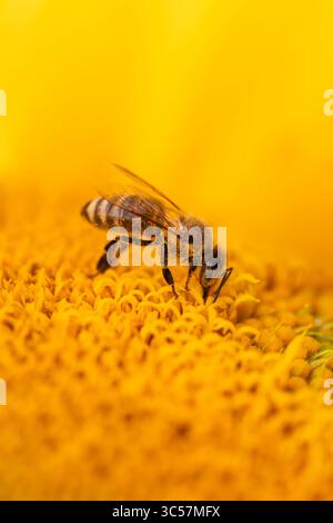 Makrofoto einer Honigbiene auf Sonnenblume, die Nektar und Pollen sammelt, symbolisiert Bestäubung, Ökologie und Biodiversität in der Natur. Stockfoto