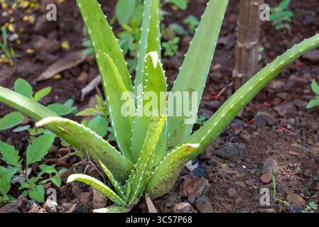 Aloe Vera Blätter, wo im Garten wächst. Es ist natürliche Inhaltsstoffe von Kosmetik, Hautpflege und Medizin Stockfoto