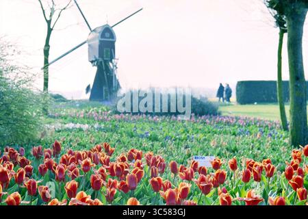 Tulip Show Frans Roozen, Vogelenzang, Vogelenzang, 01-04-1999 Whizgle News, Dutch Desk, Niederlande, 1950-2000 Ein lebhaftes Tulpenfeld steht vor einer malerischen Windmühle, in der Besucher inmitten üppiger Grünflächen und farbenfroher Blumenbeete im Hintergrund spazieren. Stockfoto