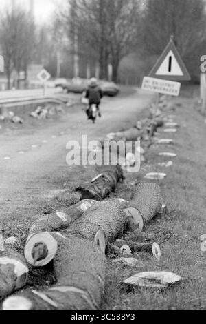 Bäume abschneiden, Wijkertunnel, 05-04-1993 Whizgle News, Dutch Desk, Niederlande, 1950-2000 Ein einsamer Radfahrer fährt an einer Reihe frisch geschnittener Baumstämme vorbei, die am Straßenrand mit einem Warnschild und kargen Bäumen im Hintergrund stehen. Stockfoto