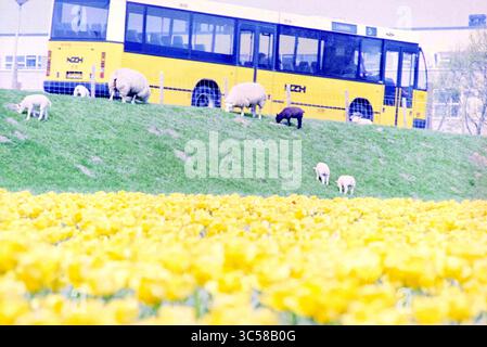 Blumenzwiebelfeld mit Schafen, Velserbroek, 23-04-1995 Whizgle News, Dutch Desk, Niederlande, 1950-2000 Ein gelber Bus hält in der Nähe eines grasbewachsenen Hügels, auf dem Schafe friedlich weiden, während im Vordergrund leuchtende Tulpen blühen und eine malerische ländliche Szene schaffen. Stockfoto