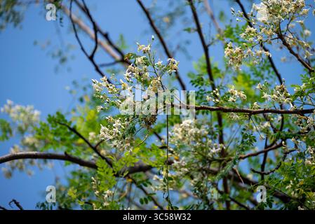 Blume des Moringa-Baumes. Meerrettich oder Kalamunggay, Drumstick Blume, Moringa oleifera, Heilpflanze Stockfoto