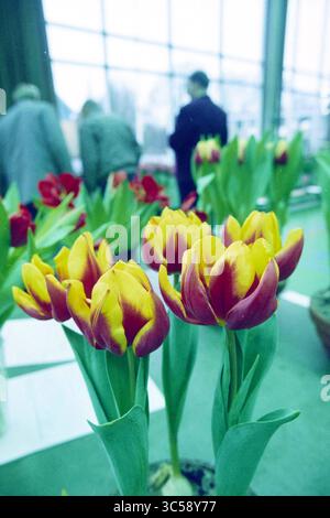 Christmas Inspection, Hillegom, 17-12-1993 Whizgle News, Dutch Desk, Niederlande, 1950-2000 leuchtende Tulpen in tiefroten und goldenen Gelbtönen blühen anmutig, vor dem Hintergrund von Menschen, die Blumenschmuck in einer geräumigen Umgebung bewundern. Die üppig grünen Blätter unterstreichen die lebendigen Farben der Blumen und schaffen eine lebendige Atmosphäre. Stockfoto