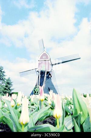 Tulip Show in F. Roozen, Vogelenzang, Vogelenzang, 22-03-1998 Whizgle News, Dutch Desk, Niederlande, 1950-2000 Eine charmante Windmühle steht hoch inmitten eines pulsierenden Tulpenfeldes, deren zarte Blütenblätter sich sanft in der Brise unter einem hellen Himmel mit flauschigen Wolken wiegen. Stockfoto