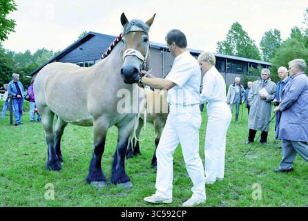Draft Horse Inspection, Hoofddorp, Niederlande, 08-09-1995 Whizgle News, Dutch Desk, Niederlande, 1950-2000 Ein großes Pferd steht stolz in einem grasbewachsenen Gebiet, während ein Mensch seinen Halter einstellt, während ein anderes Individuum in der Nähe steht, beide in weißer Kleidung. Eine Gruppe von Zuschauern beobachtet aus der Ferne, mit einem modernen Gebäude im Hintergrund, umgeben von Bäumen. Stockfoto