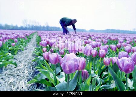 Bulb Fields, Santpoort, Santpoort, 10-04-2002 Whizgle News, Dutch Desk, Niederlande, 1950-2000 Eine Person beugt sich zwischen leuchtenden violetten Tulpen auf einem weitläufigen Feld und pflegt sorgfältig die Blumen, die sich in ordentlichen Reihen unter einem ruhigen Himmel erstrecken. Stockfoto