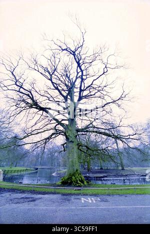Monumentale Rotbuche, Velsen, Velsen, 09-01-2001 Whizgle News, Dutch Desk, Niederlande, 1950-2000 Ein einsamer, blattloser Baum steht hoch vor einem gedämpften Hintergrund, dessen komplexe Äste zum Himmel reichen. Die Umgebung ist eine ruhige Parkszene mit sanften Konturen und einer ruhigen Atmosphäre, die ein Gefühl von Ruhe und Einsamkeit weckt. Stockfoto