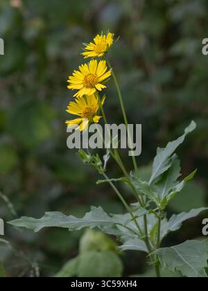 Nahaufnahme von leuchtenden vier-Nerven-gelben Gänseblümchen (Tetraneuris scaposa) in voller Blüte unter natürlichem Sonnenlicht in Texas, USA. Stockfoto