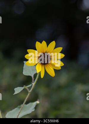 Nahaufnahme einer einzigen wilden texanischen Sonnenblume (Helianthus annuus) in Blüte, fotografiert bei natürlichem Licht in Texas, USA. Stockfoto