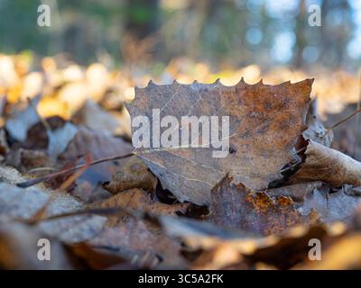Totes Aspenblatt liegt auf dem Waldboden, Quebec, Kanada Stockfoto